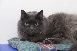 sponsor cat Stitch